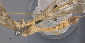 Media type: image;   Entomology 10301 Aspect: habitus dorsal view